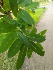 Terminalia arjuna