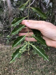 Tetradium glabrifolium