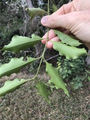 Tetradium glabrifolium