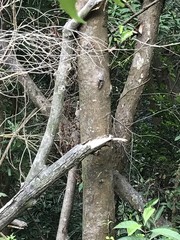 Tetradium glabrifolium