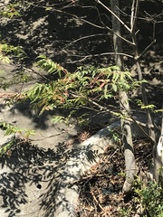 Tetradium glabrifolium