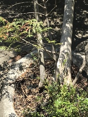 Tetradium glabrifolium