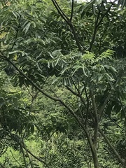 Tetradium glabrifolium