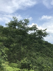 Tetradium glabrifolium