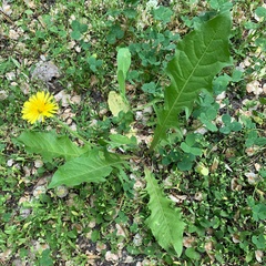 Taraxacum officinale