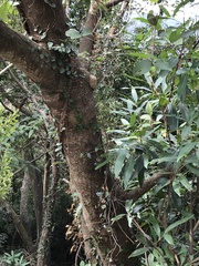 Tetradium glabrifolium