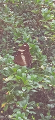 Hypolimnas bolina