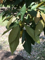 Quercus edithiae