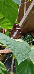 Hypolimnas bolina