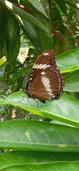 Hypolimnas bolina