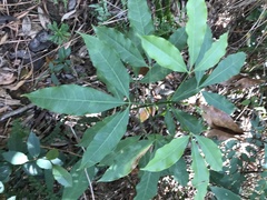Melicope pteleifolia