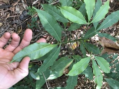 Melicope pteleifolia