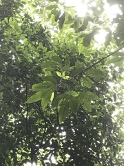 Melicope pteleifolia