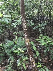 Melicope pteleifolia