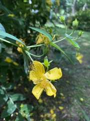 Hypericum patulum