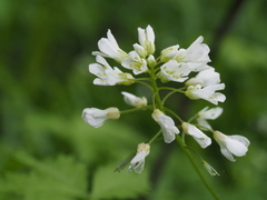 Cardamine leucantha