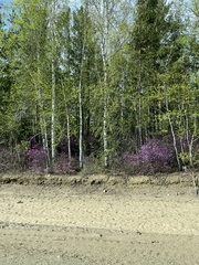 Rhododendron dauricum