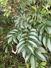 Toxicodendron succedaneum