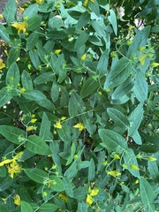 Hypericum patulum