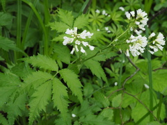 Cardamine leucantha