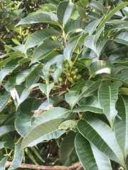 Toxicodendron succedaneum