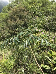 Toxicodendron succedaneum