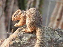 Notocitellus annulatus