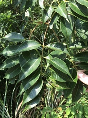 Toxicodendron succedaneum