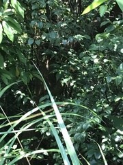 Toxicodendron succedaneum