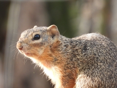 Notocitellus annulatus