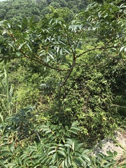 Toxicodendron succedaneum