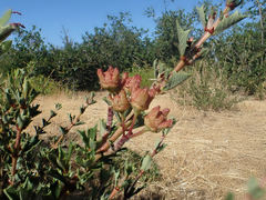 Ceanothus confusus
