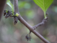 Meyna laxiflora