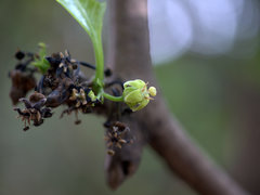 Meyna laxiflora