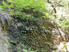 Polystichum craspedosorum