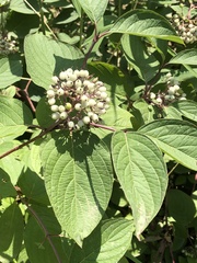 Cornus bretschneideri