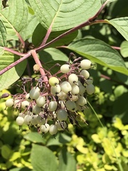 Cornus bretschneideri