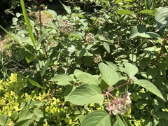 Cornus bretschneideri