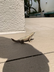 Leiocephalus carinatus