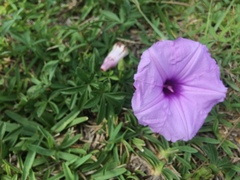 Ipomoea cairica