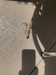 Leiocephalus carinatus