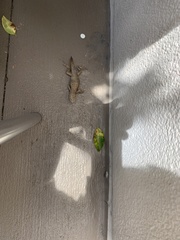 Leiocephalus carinatus