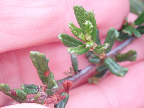 Image of Ceanothus dentatus by (c) Henrik Kibak, some rights reserved (CC BY)
