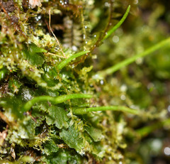 Anthoceros