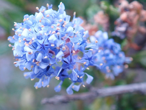 Image of Ceanothus dentatus by (c) Henrik Kibak, some rights reserved (CC BY)