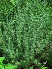 Artemisia austriaca