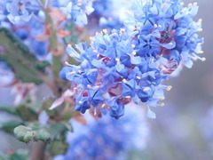 Ceanothus dentatus
