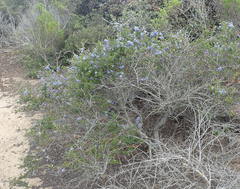 Ceanothus dentatus