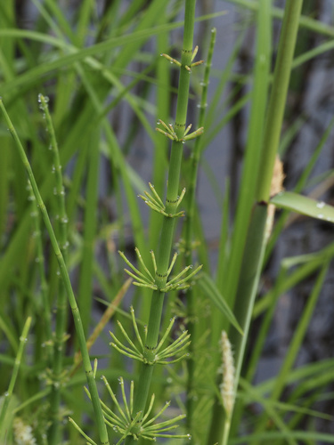 Water horsetail (Equisetum fluviatile)