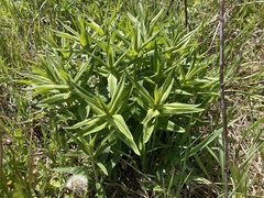 Gentiana alba